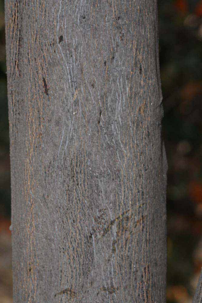              Bark (Riverside, CA)       